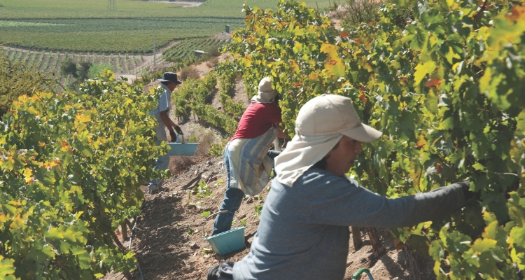 Más del 80% de las exportaciones de vino embotellado ya están representadas por viñas certificadas en sustentabilidad