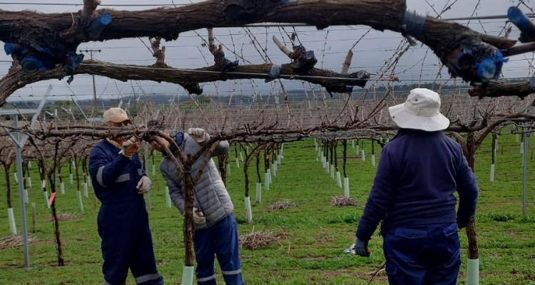 Mejoramiento del viñedo: el trabajo de invierno que prepara la próxima vendimia 2027