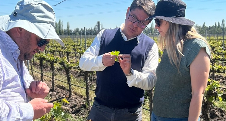 Cambio climático y viticultura: talleres gratuitos mostrarán nuevas herramientas para el manejo del viñedo