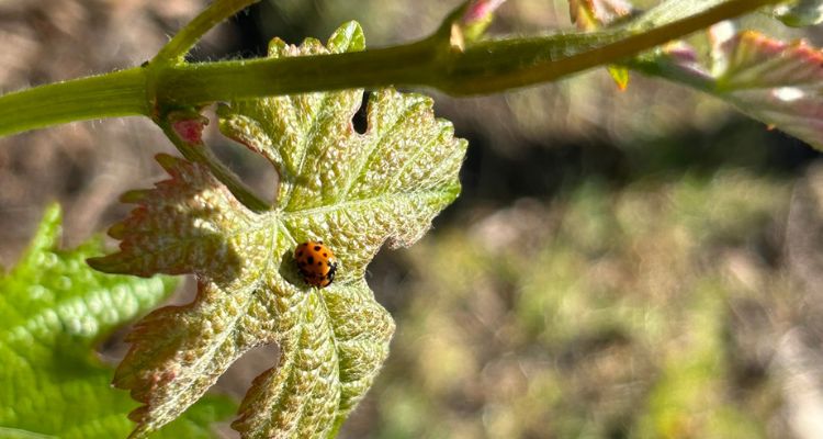 Cambio climático y viticultura: talleres gratuitos mostrarán nuevas herramientas para el manejo del viñedo